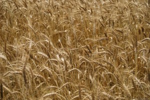 wheat-field press