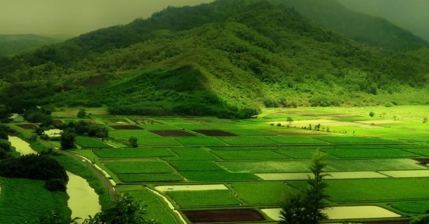 nature