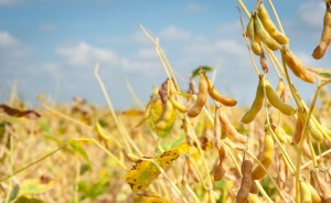 soybean-drought