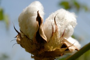 cotton