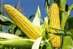 Corn_Detail_Horizontal_960x720
