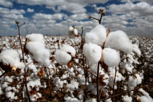 cotton