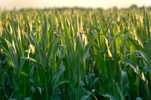 corn409