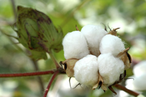 cotton1106