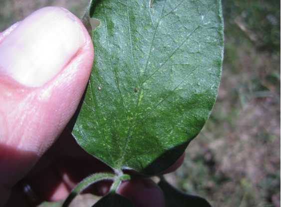twospotted-spider-mite-damage