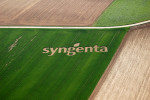 syngenta