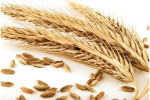 grain