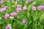 Red clover from close