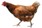 chicken