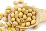 soybean