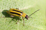 rootworm
