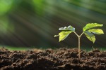 soil