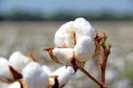cotton1209