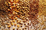 grain1909