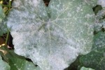 powderymildew