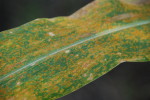 southern rust