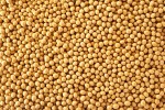 soybean1111