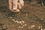 wheat-sowing