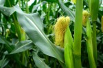 corn602