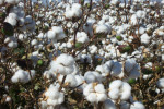 cotton102