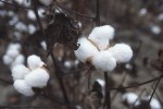 cotton2302