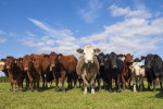 Cattle2603