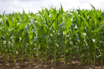 cornfield102