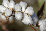 cotton603
