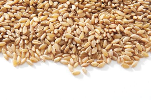 wheat903