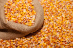 grain2004
