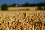 wheat2604