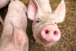 pig2405