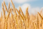 wheat405