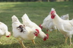  chicken farm
