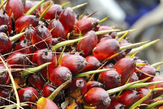 palm oil1906