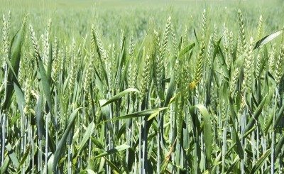 winter-wheat2-400x245