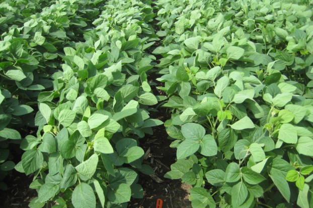 soybeans-Sonic-pre-AJ-F1 (1)