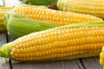 corn1008