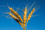 Wheat1-1000X667 (1)
