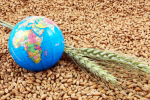 china wheat