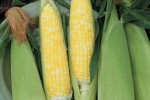 corn2809