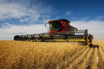 grain_harvest