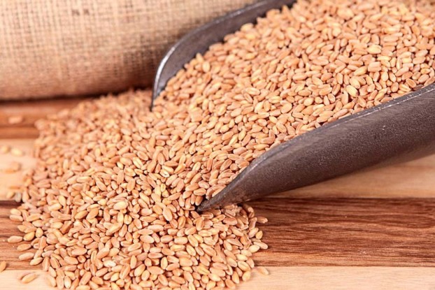 hard-white-wheat-honeyville-26new