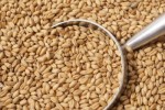 wheat-grain-biodynamic