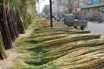 4063-sugarcane-crops-ians