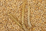 barley110
