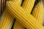 corn1010