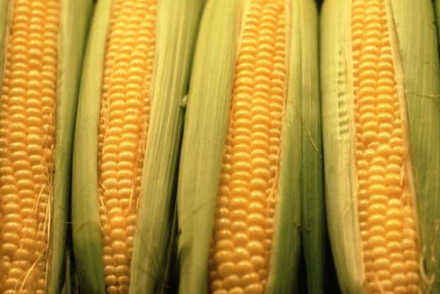 ears_of_corn