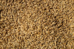 grain1010