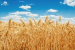 grain1910